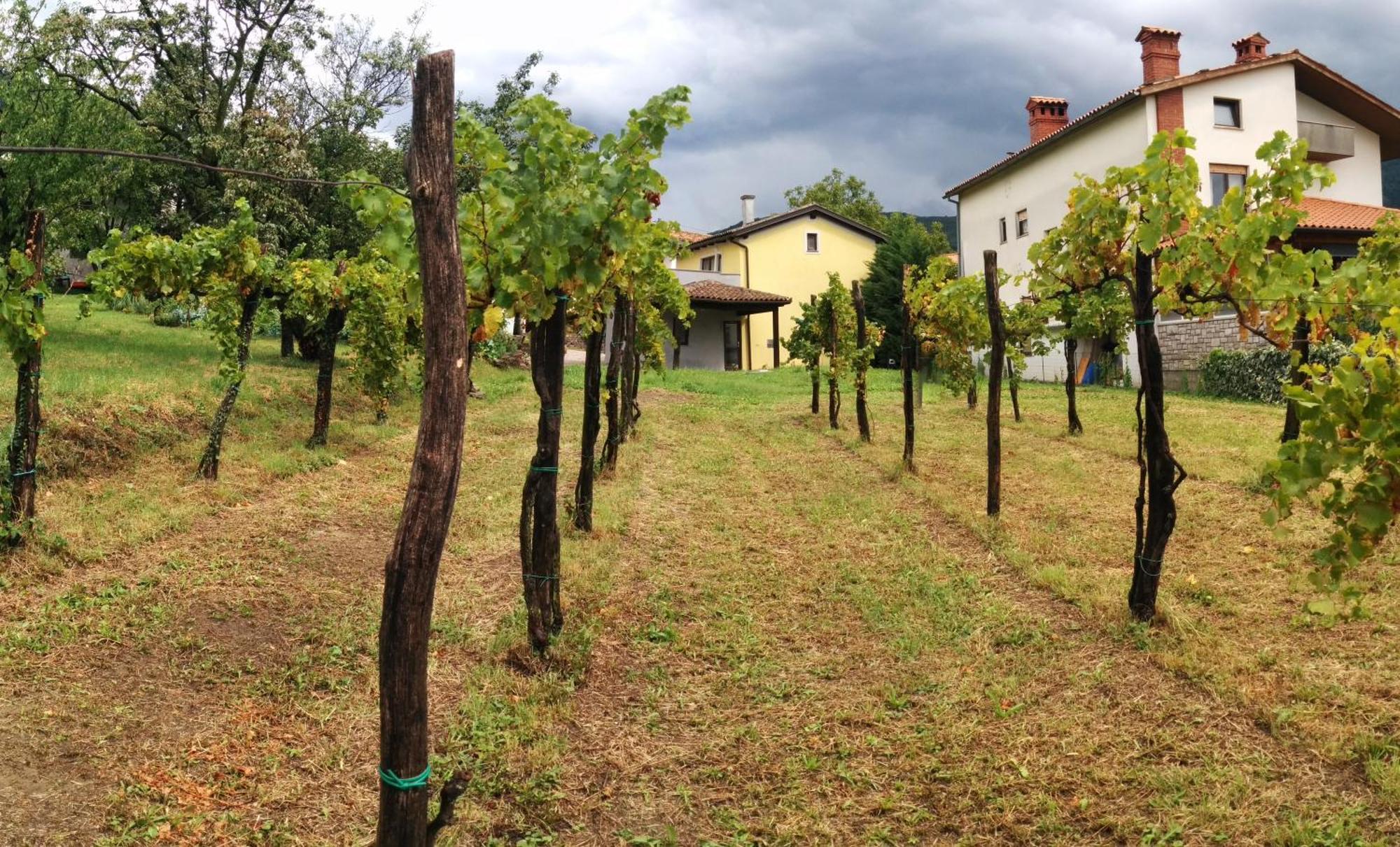 Small House In Vipava Valley Zewnętrze zdjęcie